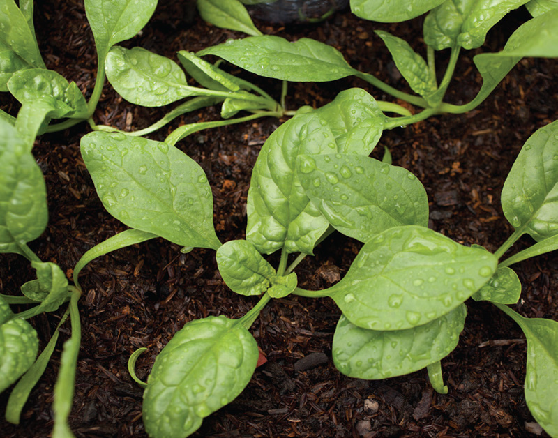 Choosing Plants For Winter Aquaponics